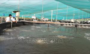 Nuôi artemia mang lại hiệu quả kinh tế cao cho nông dân