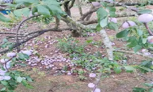 Kịp thời hỗ trợ người dân bị thiệt hại do thiên tai và tai nạn lao động