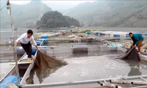 Chế biến nước mắm từ cá nước ngọt lòng hồ sông Đà