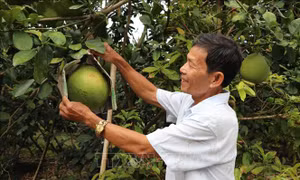 Thị trường nông sản Tết: Vui buồn đan xen