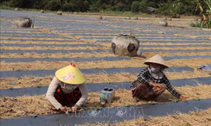 Tiền Giang xuống giống 23.700 ha rau màu phục vụ Tết