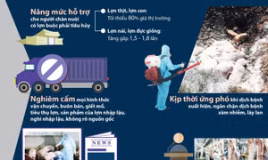 Nâng mức hỗ trợ người chăn nuôi, cấp bách khống chế dịch tả lợn châu Phi