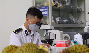 Đảm bảo chặt chẽ quy trình kiểm dịch hoa quả xuất nhập khẩu