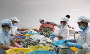 Nông dân lưỡng lự thả nuôi tôm khi giá xăng dầu tăng
