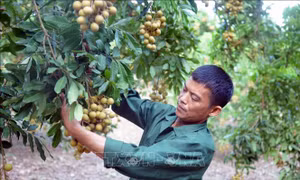 Xây dựng thương hiệu nhãn Sông Mã
