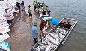Hơn 200 tấn cá chết trên hồ Trị An do môi trường biến đổi bất lợi​