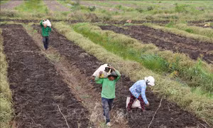 Nông dân Đồng Tháp Mười được mùa khoai mỡ