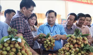 Xây dựng và bảo hộ nhãn hiệu, chỉ dẫn địa lý với vải thiều chín sớm Tân Yên