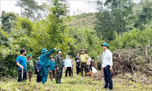 Lâm Đồng triển khai thu hồi đất lâm nghiệp bị lấn chiếm trái phép