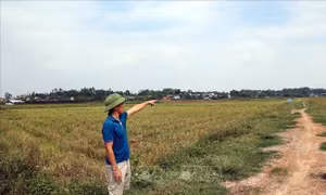 Đẩy nhanh khắc phục vi phạm dồn điển đổi thửa tại xã Phú Sơn, Ba Vì 