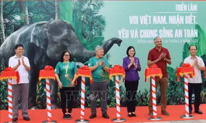 Khai mạc Tuần lễ Bảo tồn voi năm 2025