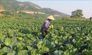 Kinh tế tập thể, hợp tác xã phát huy hiệu quả tại Lào Cai