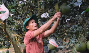 Thu nhập tiền tỷ mỗi năm từ trồng bưởi da xanh
