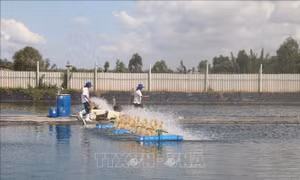 Nghề nuôi thủy sản phục hồi mạnh