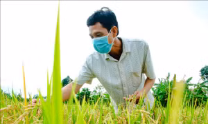 Thành lập Nhóm công tác đối tác công tư (PPP) ngành hàng lúa gạo
