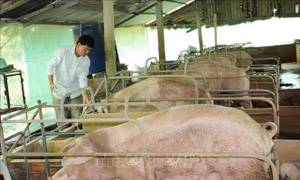 Đầu tư chăn nuôi quy mô lớn theo mô hình trang trại khép kín