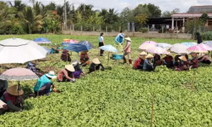 Sẽ tiến hành tổng điều tra nông thôn, nông nghiệp từ ngày 1/7