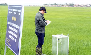 Liên kết sản xuất nông nghiệp bền vững - Bài 1: Tạo động lực nâng cao hiệu quả sản xuất