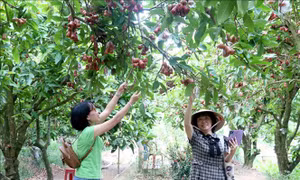 Trải nghiệm sông nước, miệt vườn ở Vĩnh Long