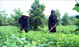 Cơ hội phát triển toàn diện vùng miền núi Quảng Bình - Bài cuối: Tập trung khơi thông nguồn vốn