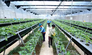 Bước đột phá chiến lược để phát triển nông nghiệp hiện đại, bền vững
