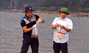 Làm rõ nguyên nhân ngao, hàu chết hàng loạt tại một số địa phương ở Hà Tĩnh
