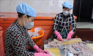 Nâng tầm nghề làm chả cá truyền thống Phước Hải