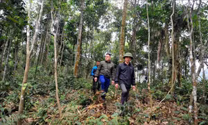 Hiệu quả giao khoán, bảo vệ rừng ở Tuyên Quang