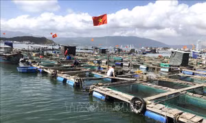 Nuôi cá lồng bè thu lãi cao