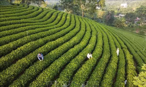 Nhận thức mới, kiến thức mới, quyết tâm mới và có thu nhập cao