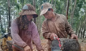 Nông dân phấn khởi khi 'vàng trắng' tăng giá