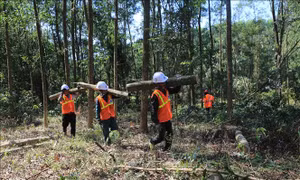 Phát triển rừng bền vững, trồng rừng gỗ lớn và gia tăng giá trị từ rừng