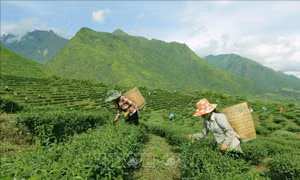 Đẩy mạnh chuyển dịch cơ cấu kinh tế vùng trung du và miền núi Bắc Bộ