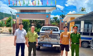 Quảng Trị: Tiếp nhận nhiều động vật hoang dã quý hiếm