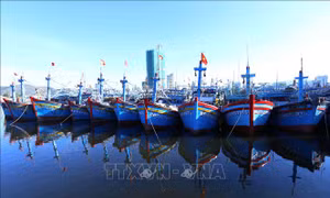 Khắc phục 'thẻ vàng' IUU: Bình Định xử lý nghiêm người đứng đầu nếu để xảy ra vi phạm