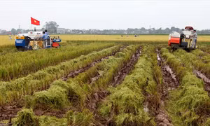 Hà Nội: Định hướng phát triển nông nghiệp theo hướng sản xuất hàng hóa