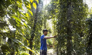 Phát triển mạnh mô hình tiêu leo tràm ở Gò Quao