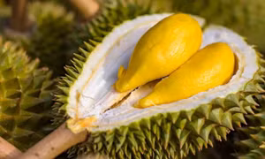 Sắp diễn ra Lễ hội sầu riêng Krông Pắc lần thứ II