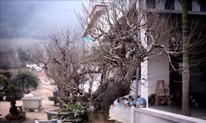 Đào thế cổ Đà Bắc hút khách dịp Tết Bính Ngọ