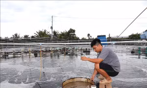 Giá tôm thẻ chân trắng giảm sâu
