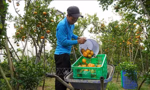 Quýt hồng Lai Vung rộn ràng vào Tết