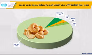 Hạt điều Việt Nam: Từ xuất khẩu thô đến cơ hội sữa hạt tại Mỹ