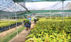 Đề xuất 4 giải pháp nâng cao hiệu quả Quỹ Hỗ trợ phát triển hợp tác xã
