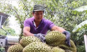 Gỡ điểm nghẽn, xây dựng chuỗi giá trị sầu riêng bền vững