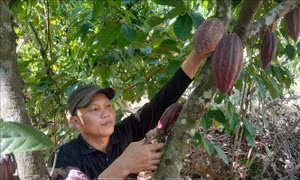 Tối ưu hóa diện tích bằng mô hình đa canh hữu cơ