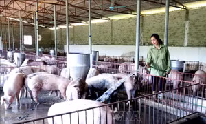 Trang trại nuôi lợn cho thu nhập tiền tỷ mỗi năm tại Sơn La