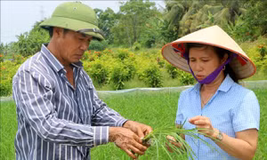 Gương mặt nông dân tiêu biểu của thành phố Hải Phòng