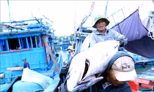 Khắc phục 'thẻ vàng' IUU: Kiên quyết xử lý chủ tàu vi phạm khai thác thủy sản trái phép
