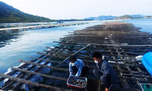 Triển vọng sản xuất giống nhân tạo và nuôi thương phẩm tu hài
