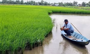 Mô hình 'thuận thiên' tôm - lúa mang lại sự trù phú cho cánh đồng phèn - mặn